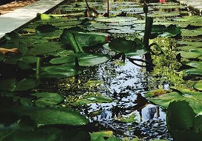 Modern Amenities Lotus Pond by Tata housing Serein