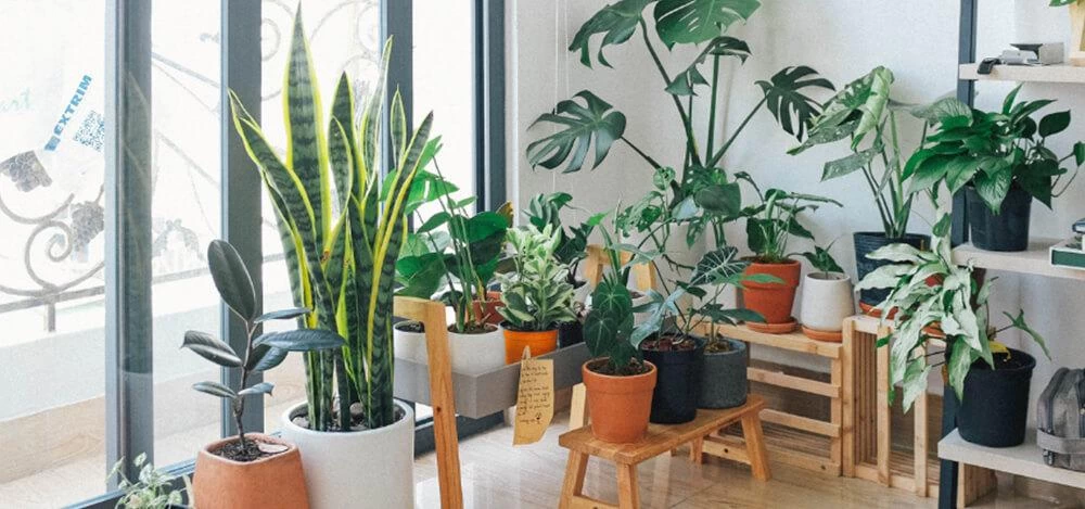 Basic guide to indoor plants in home decor